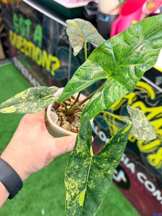 Alocasia Simpo Aurea