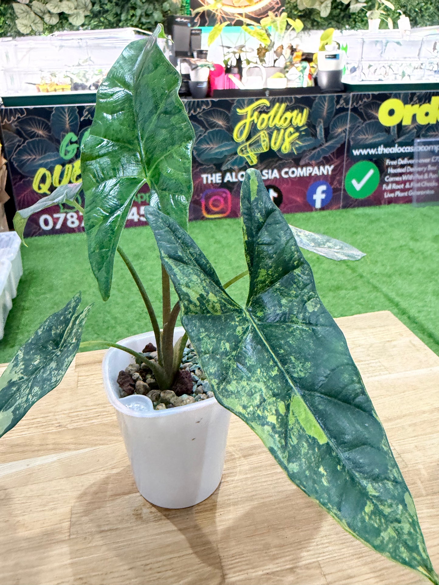 ALOCASIA SIMPO AUREA