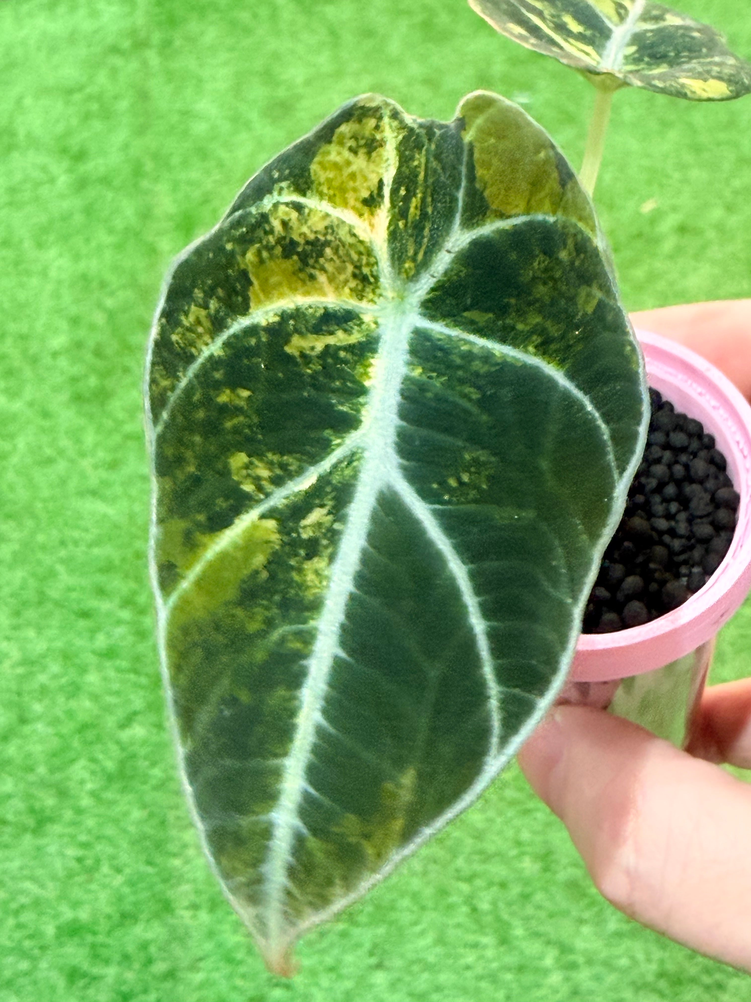 ALOCASIA BLACK VELVET GOLD