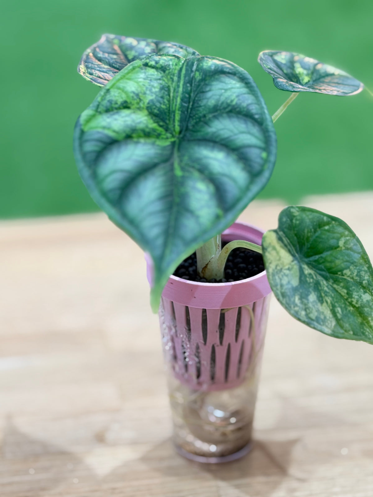 Alocasia baginda 'Dragon Scale' Aurea, luminous yellow sections against a deep green scaled base