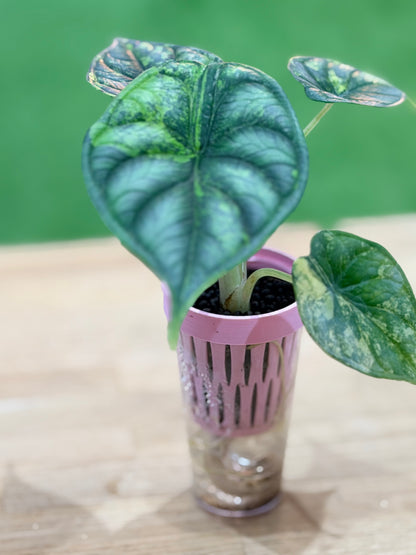 ALOCASIA 'BAGINDA' DRAGON SCALE AUREA