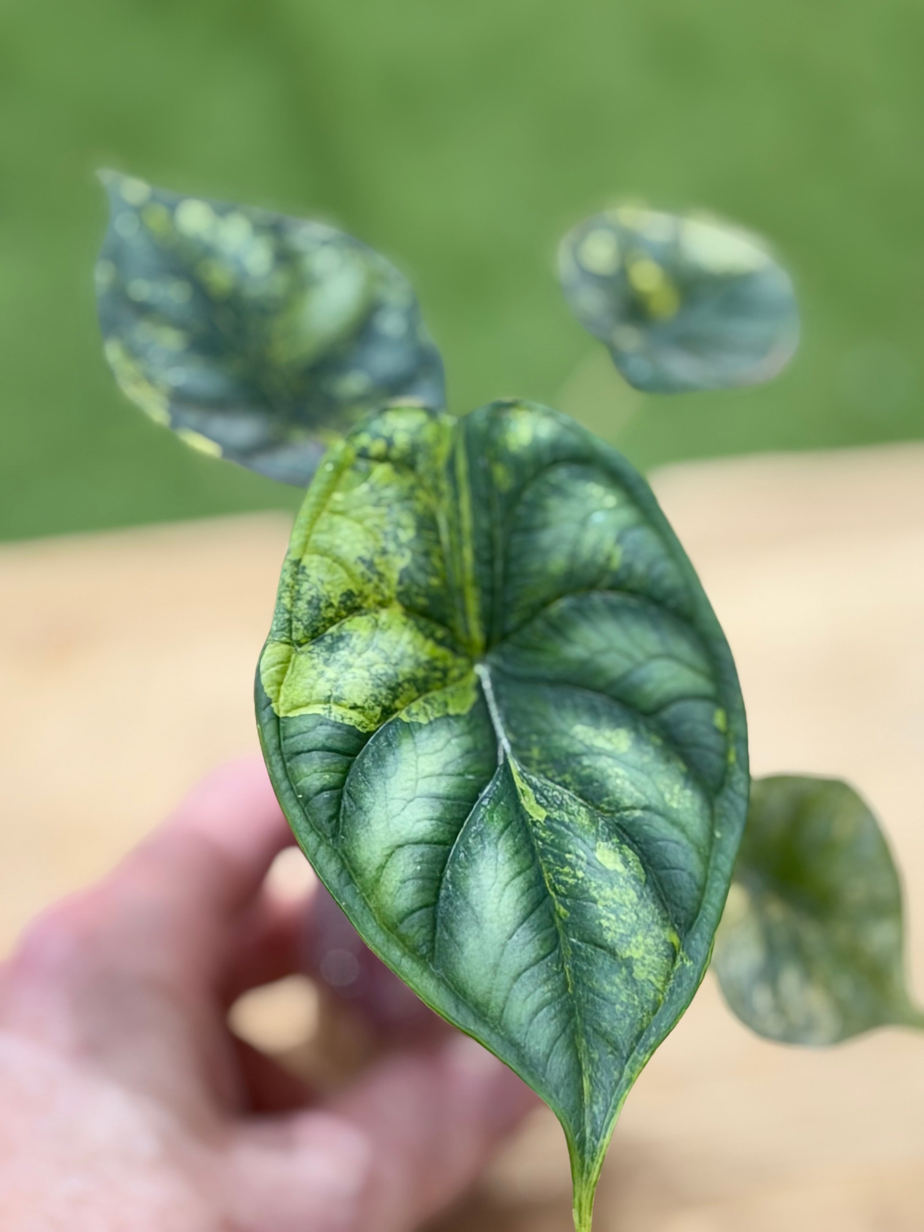 Rare Alocasia Dragon Scale – Textured Indoor Plant – The Alocasia