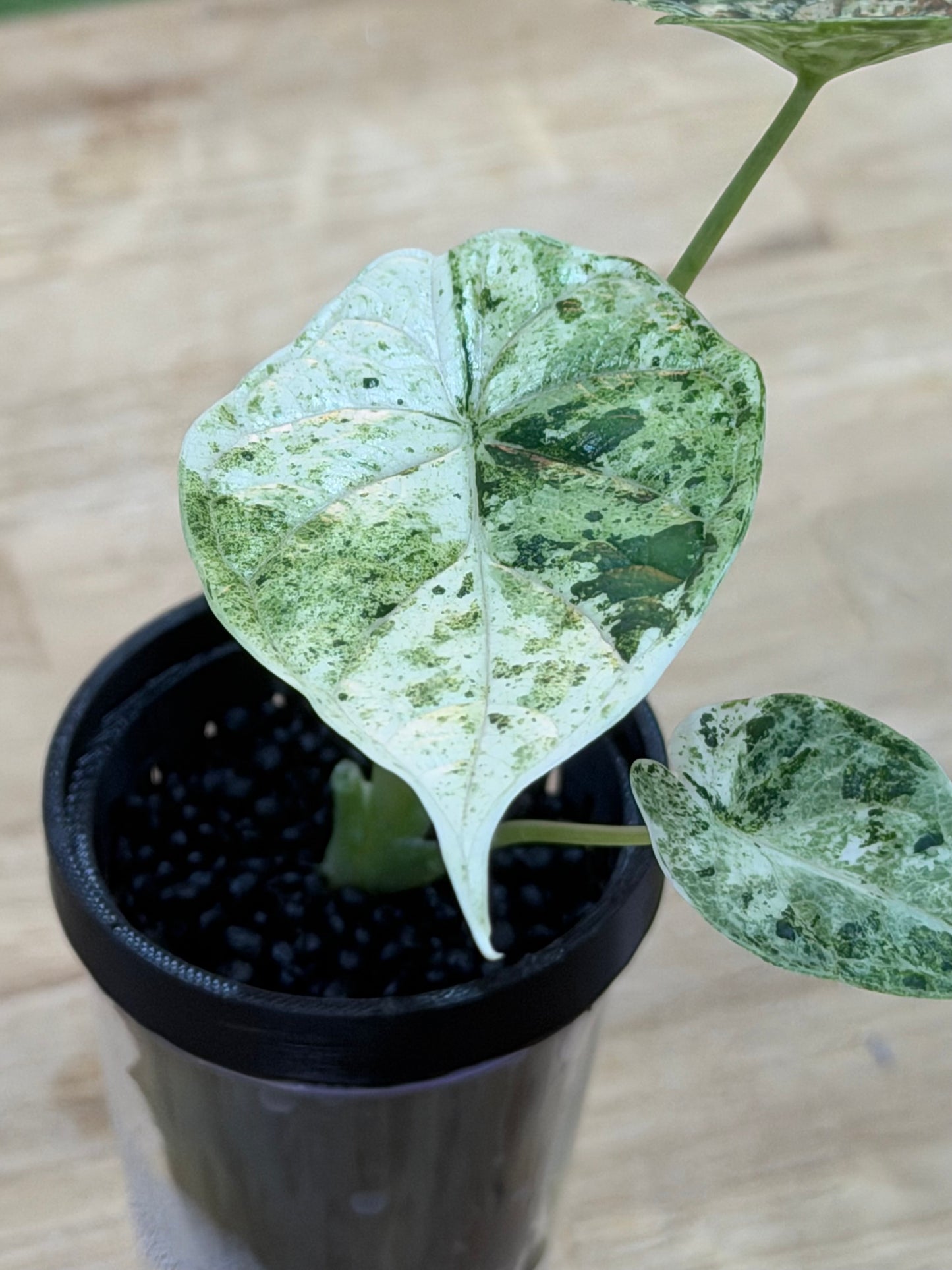 ALOCASIA  'BAGINDA' DRAGON SCALE MINT