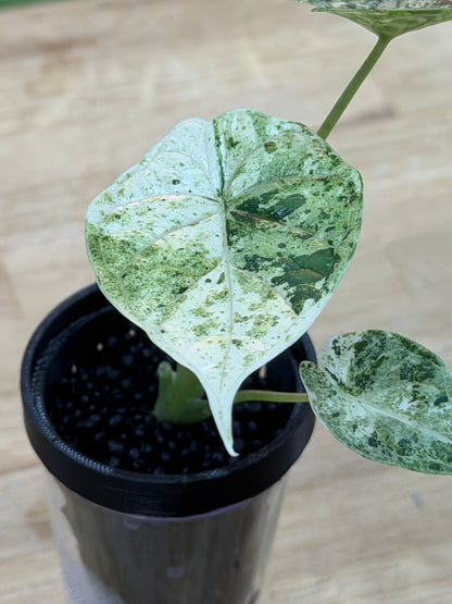 ALOCASIA  'BAGINDA' DRAGON SCALE MINT