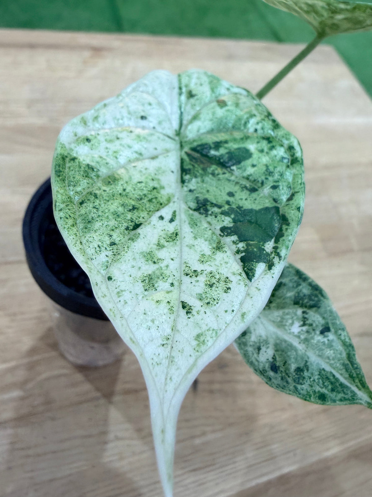 Alocasia baginda 'Dragon Scale' Mint, green on green mint variegation with albo shades