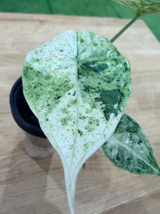 Alocasia 'Baginda'Dragon Scale Mint