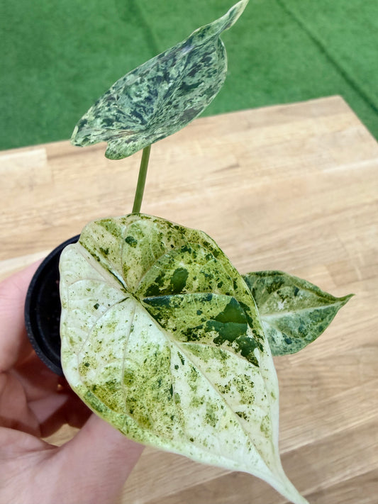 Alocasia 'Baginda'Dragon Scale Mint