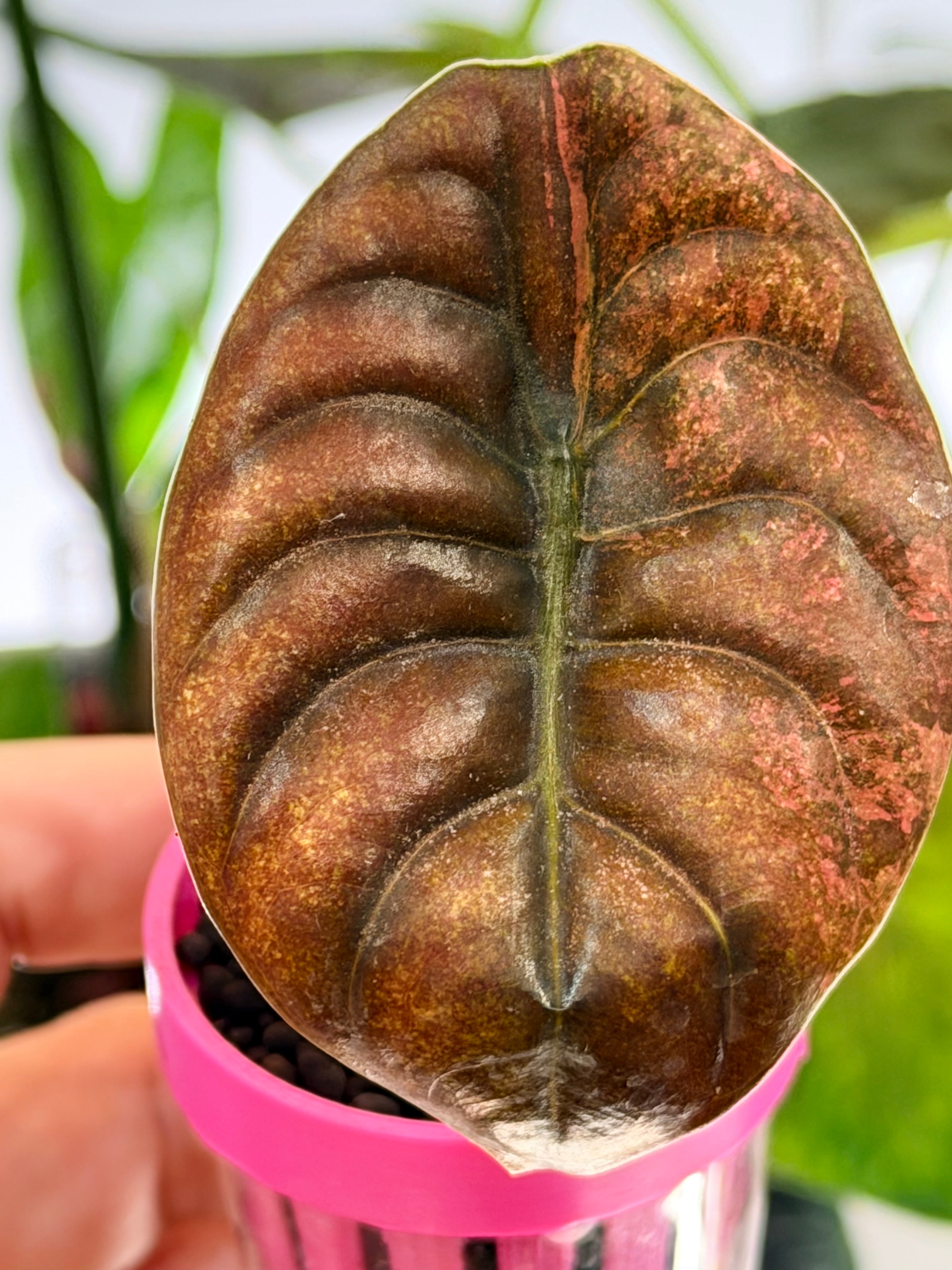 ALOCASIA CUPREA LATTE VARIEGATED