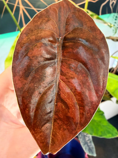 ALOCASIA CUPREA LATTE VARIEGATED