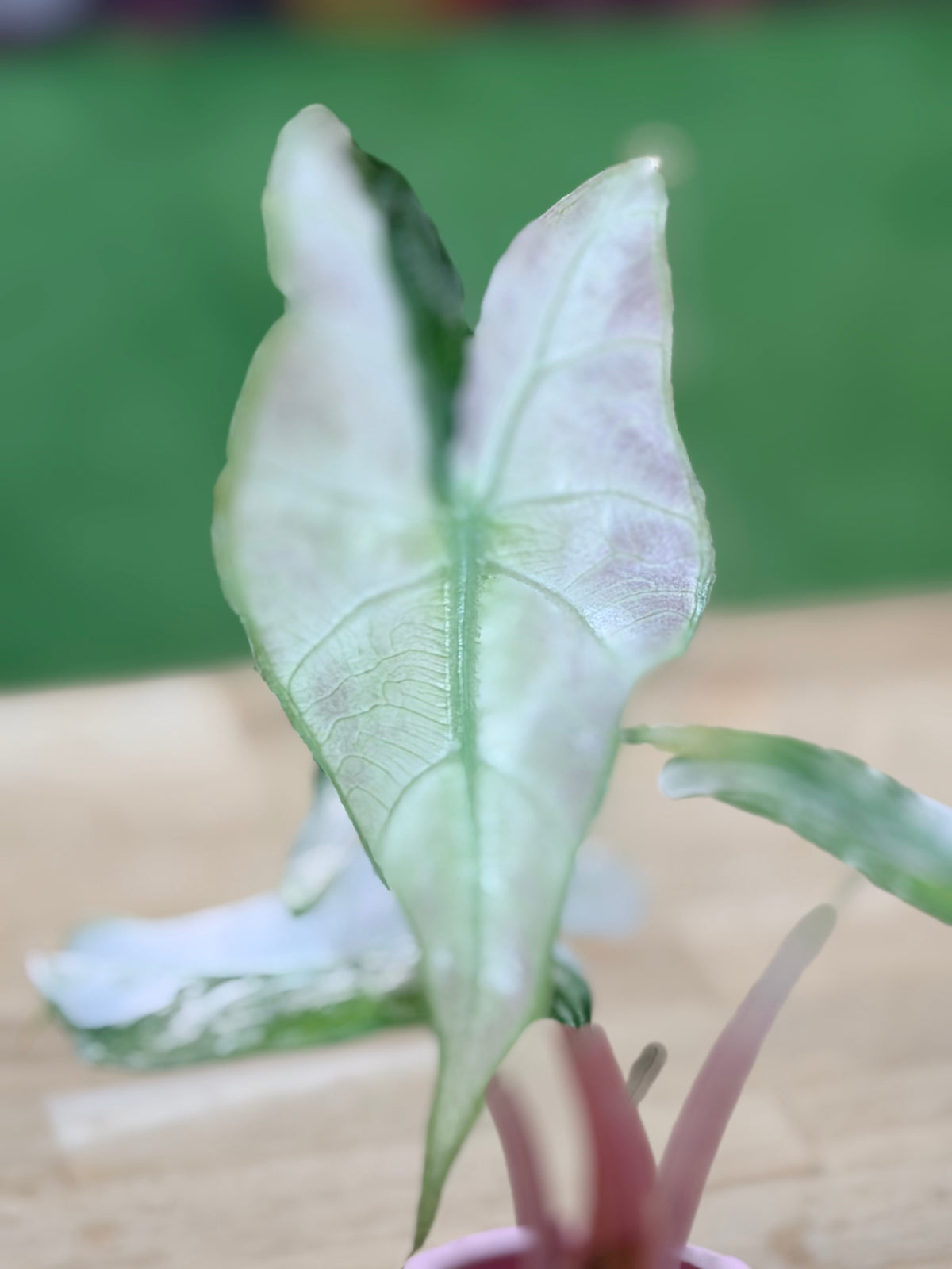 Alocasia 'Pink Dragon' Albo, white and pink variegation on glossy leaves with rosy-pink stems