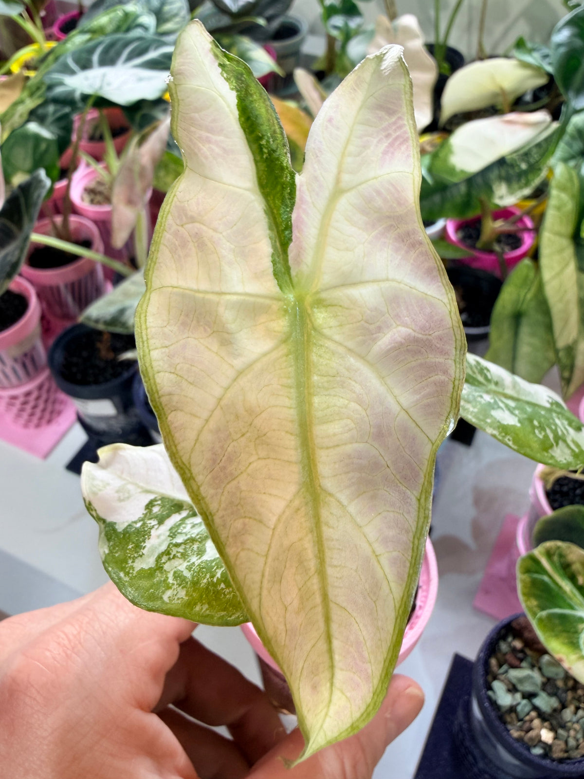 Alocasia 'Pink Dragon' Albo, white and pink variegation on glossy leaves with rosy-pink stems
