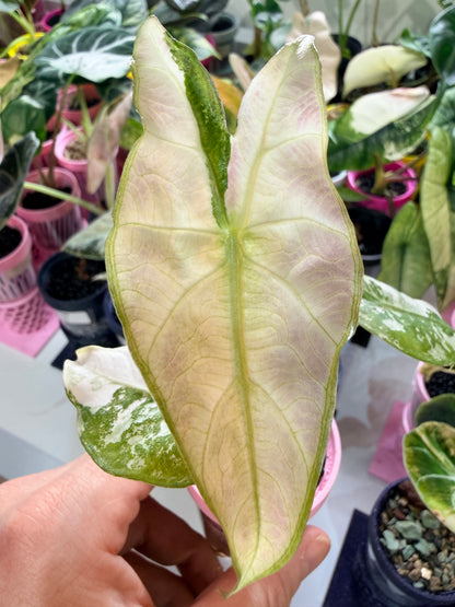 ALOCASIA PINK DRAGON ALBO