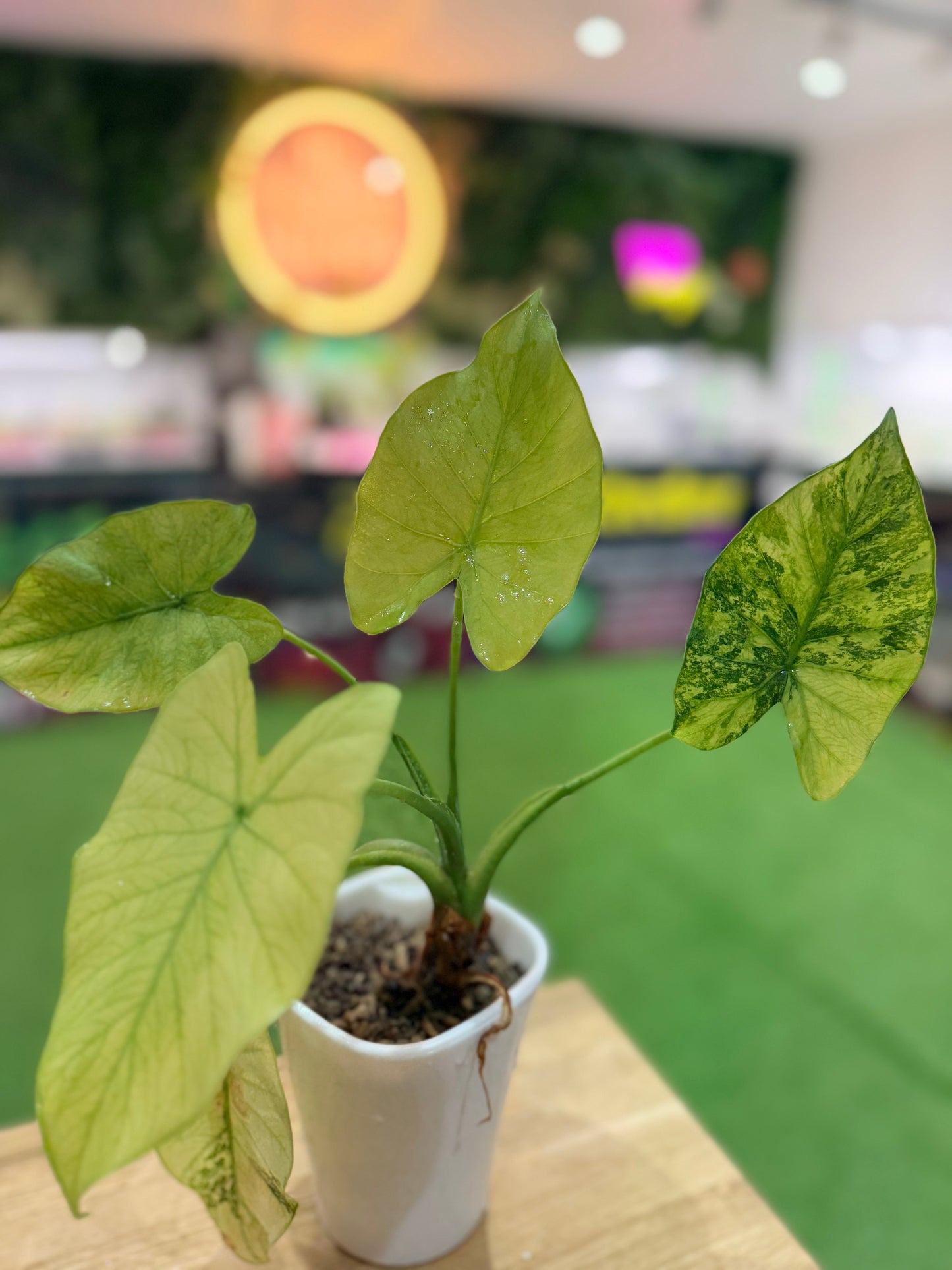 Alocasia Odora ‘California’ Mint Variagated