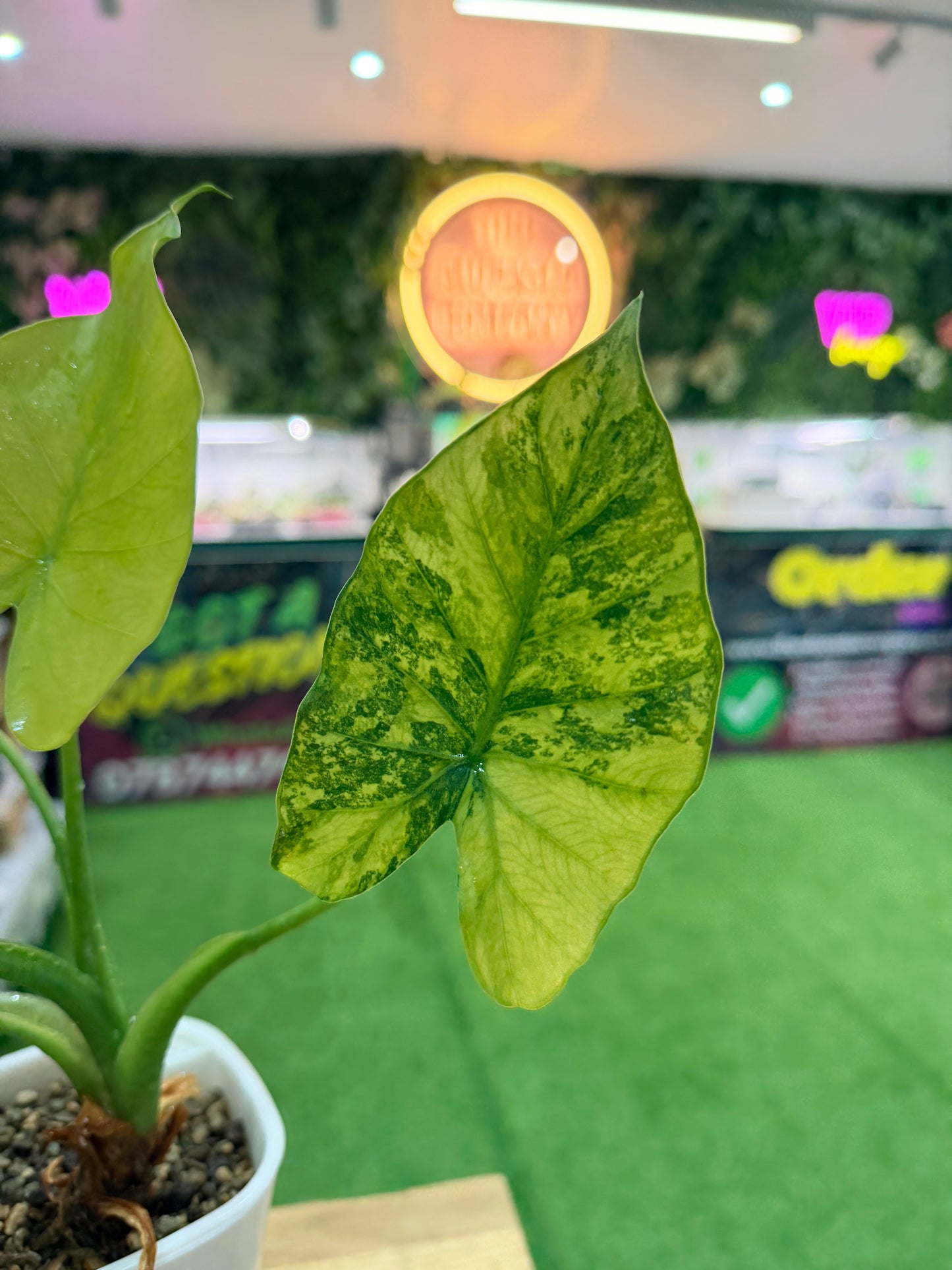 Alocasia Odora ‘California’ Mint Variagated