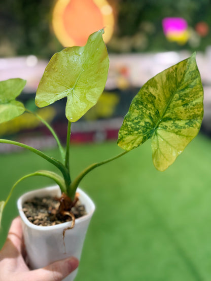 ALOCASIA ODORA ‘CALIFORNIA’ MINT VARIEGATED