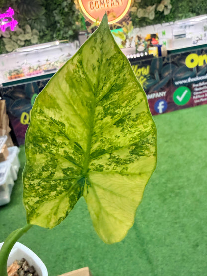 ALOCASIA ODORA ‘CALIFORNIA’ MINT VARIEGATED