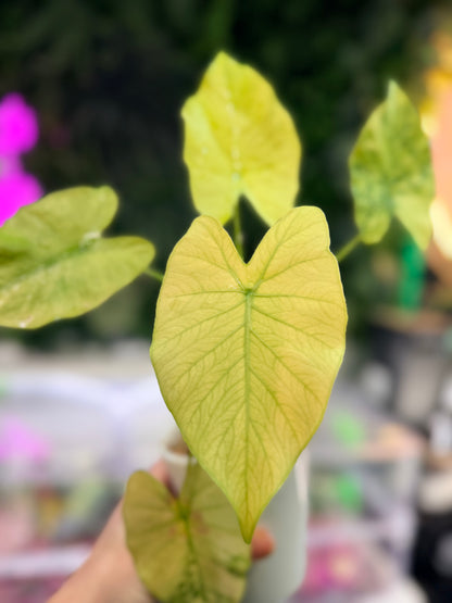 ALOCASIA ODORA ‘CALIFORNIA’ MINT VARIEGATED