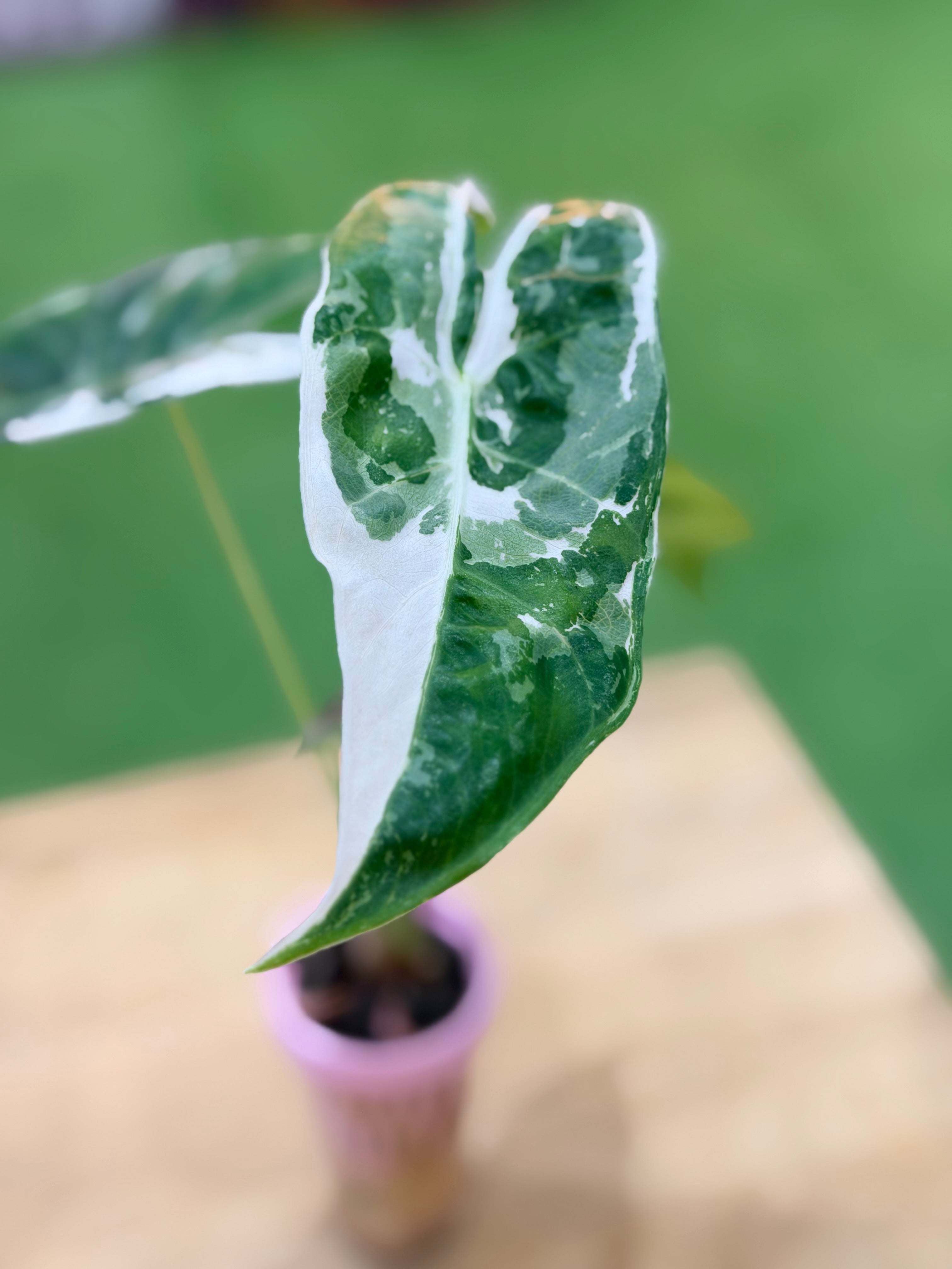 Alocasia Longiloba Pink Back Albo – Collectors Indoor Plant – The