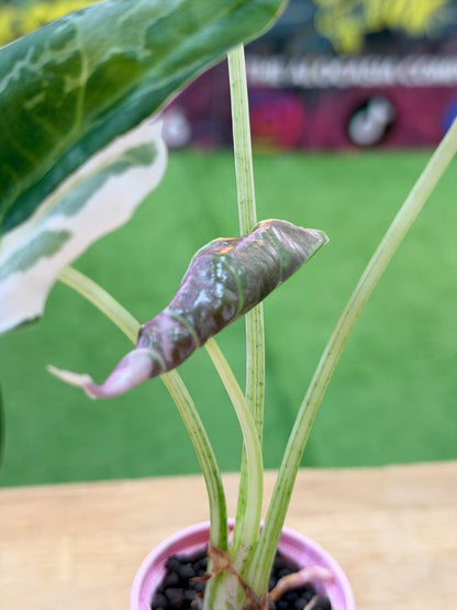 ALOCASIA LONGILOBA PINK BACK ALBO
