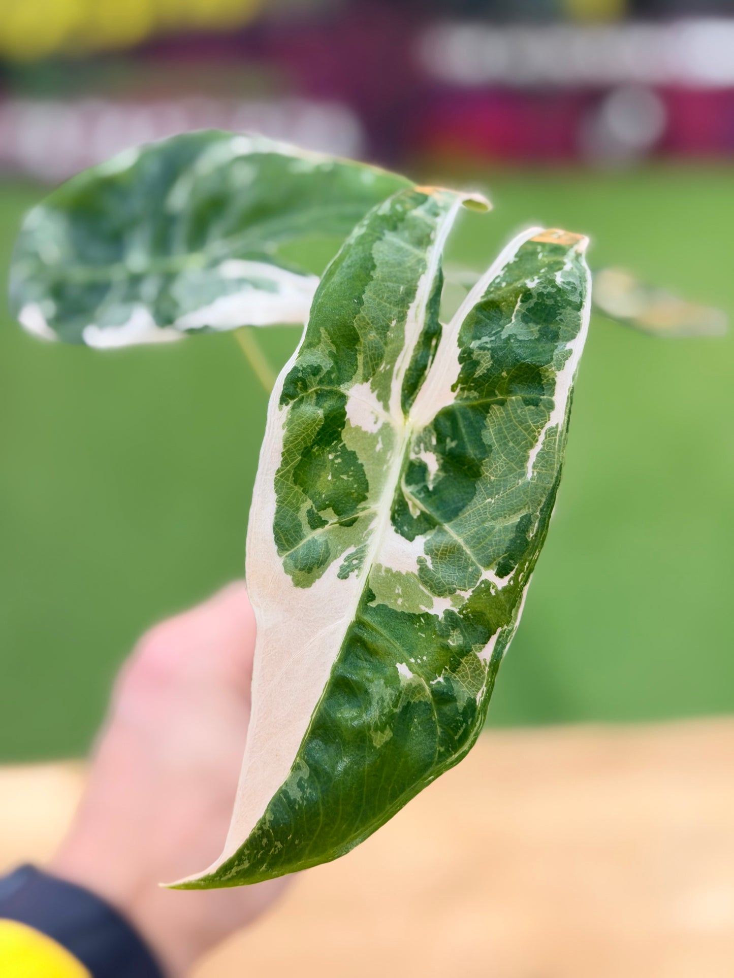 ALOCASIA LONGILOBA PINK BACK ALBO