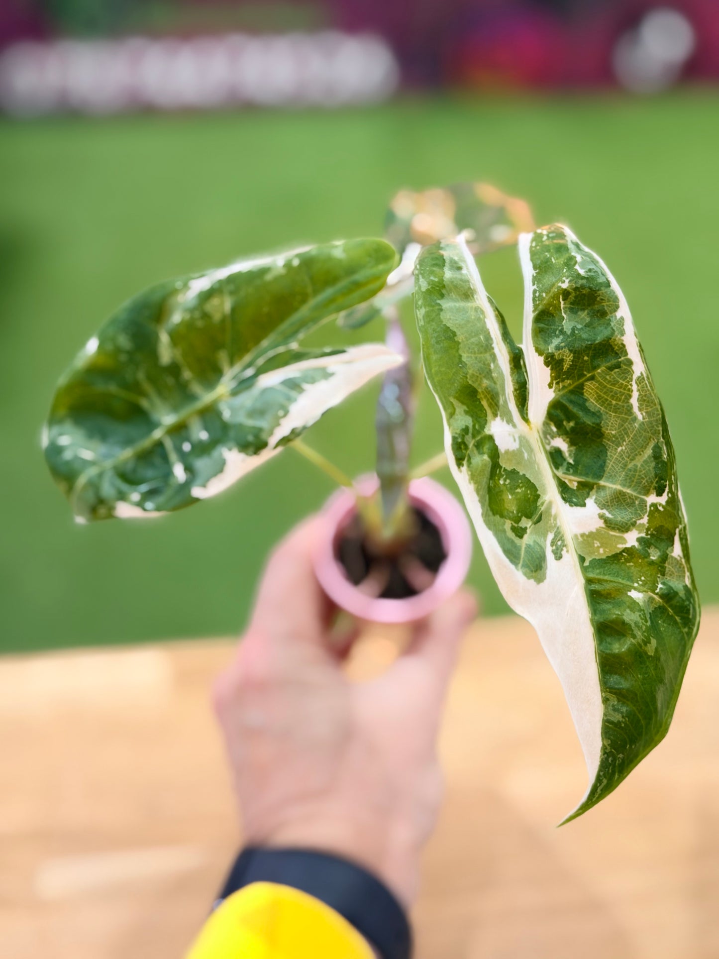 ALOCASIA LONGILOBA PINK BACK ALBO