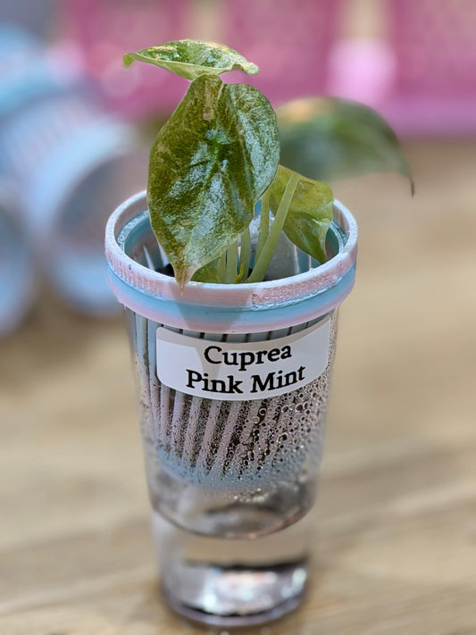 Cuprea Pink Mint