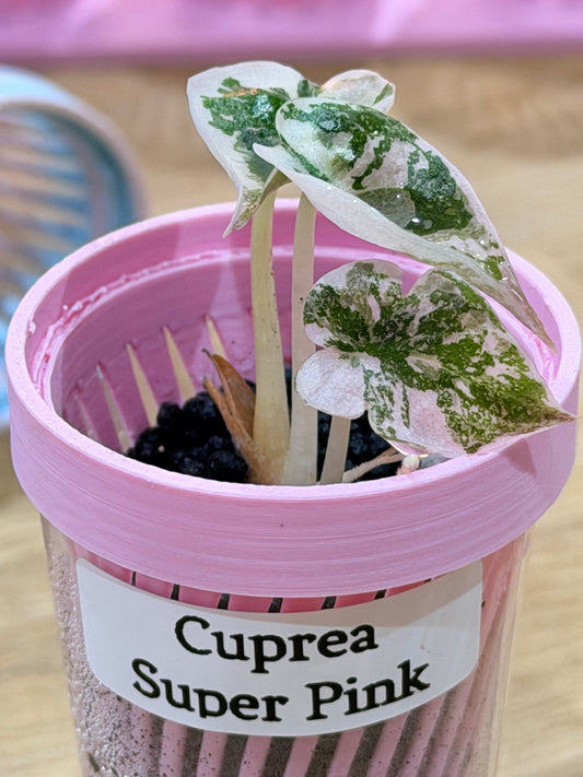 Cuprea Super Pink