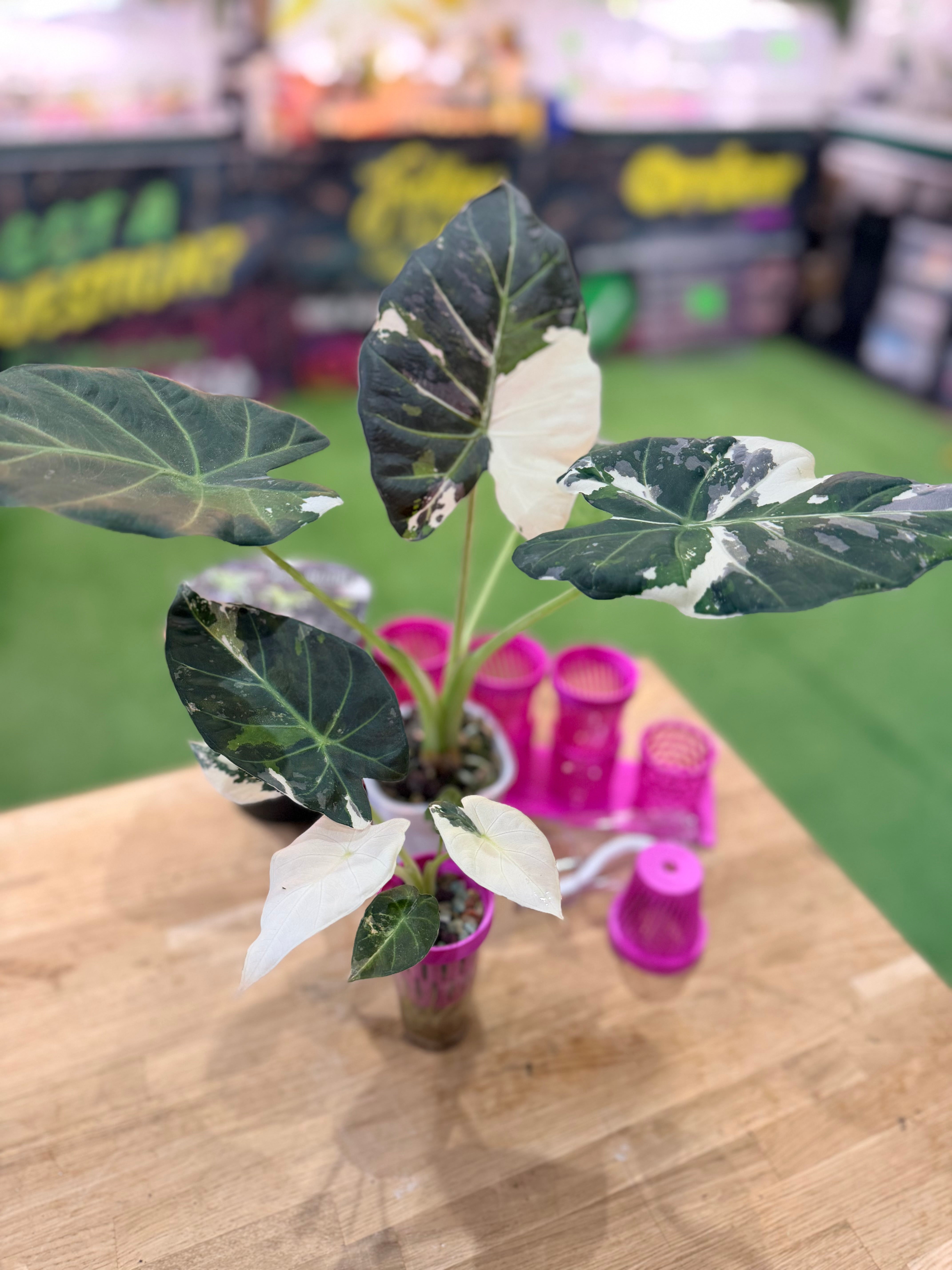 ALOCASIA REGAL SHEILDS ALBO – The Alocasia Company