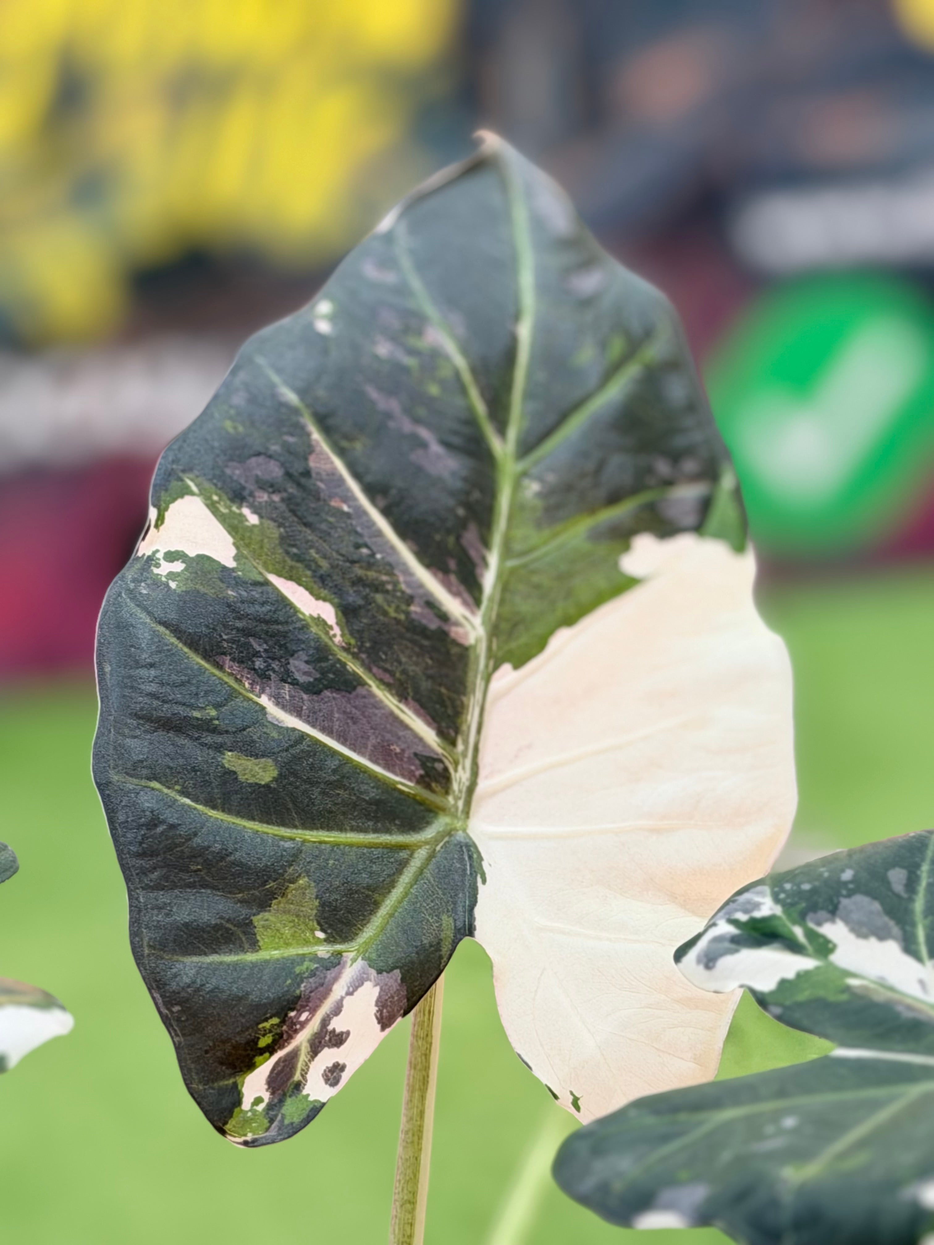ALOCASIA REGAL SHEILDS ALBO – The Alocasia Company