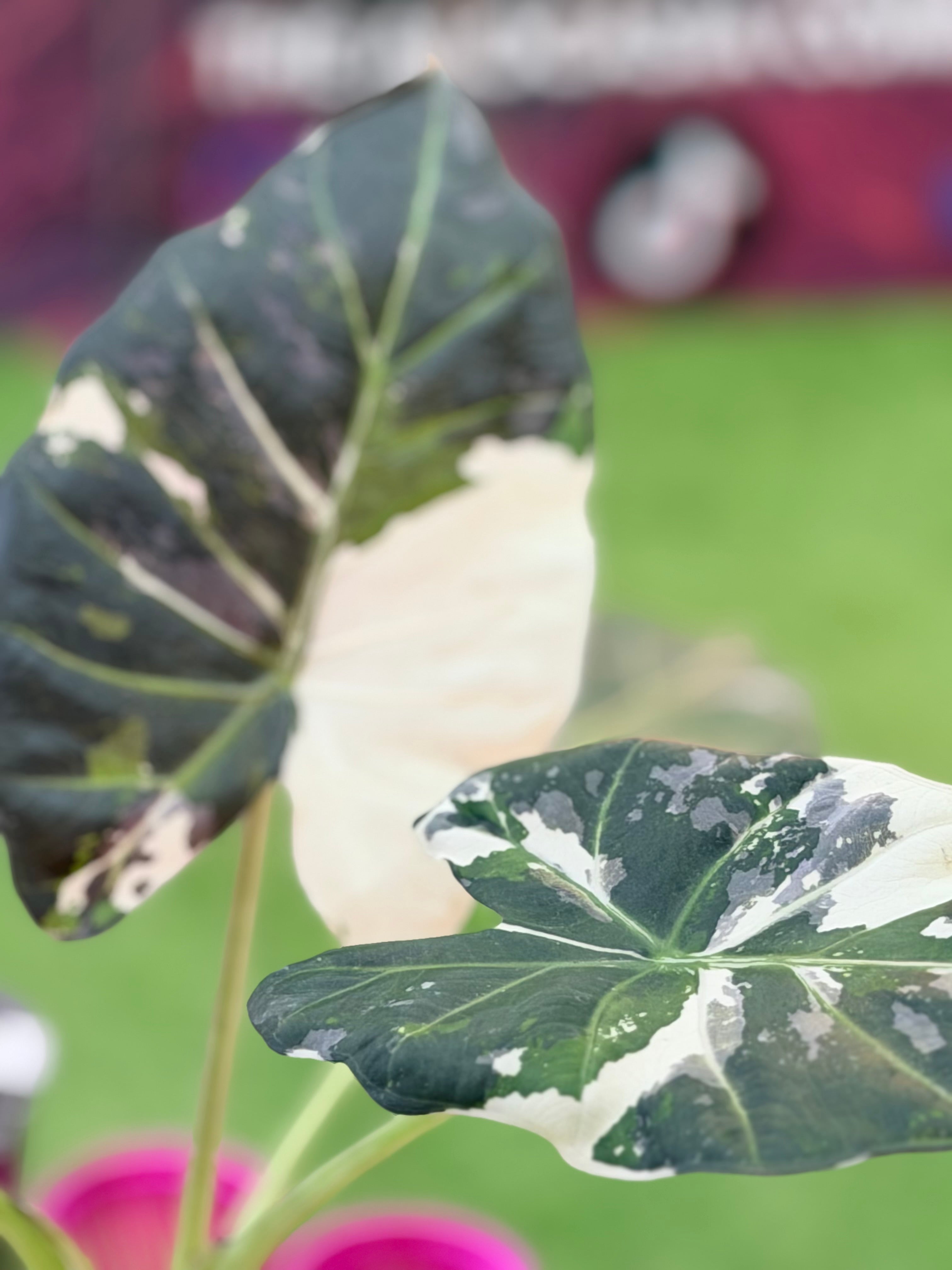 ALOCASIA REGAL SHEILDS ALBO – The Alocasia Company