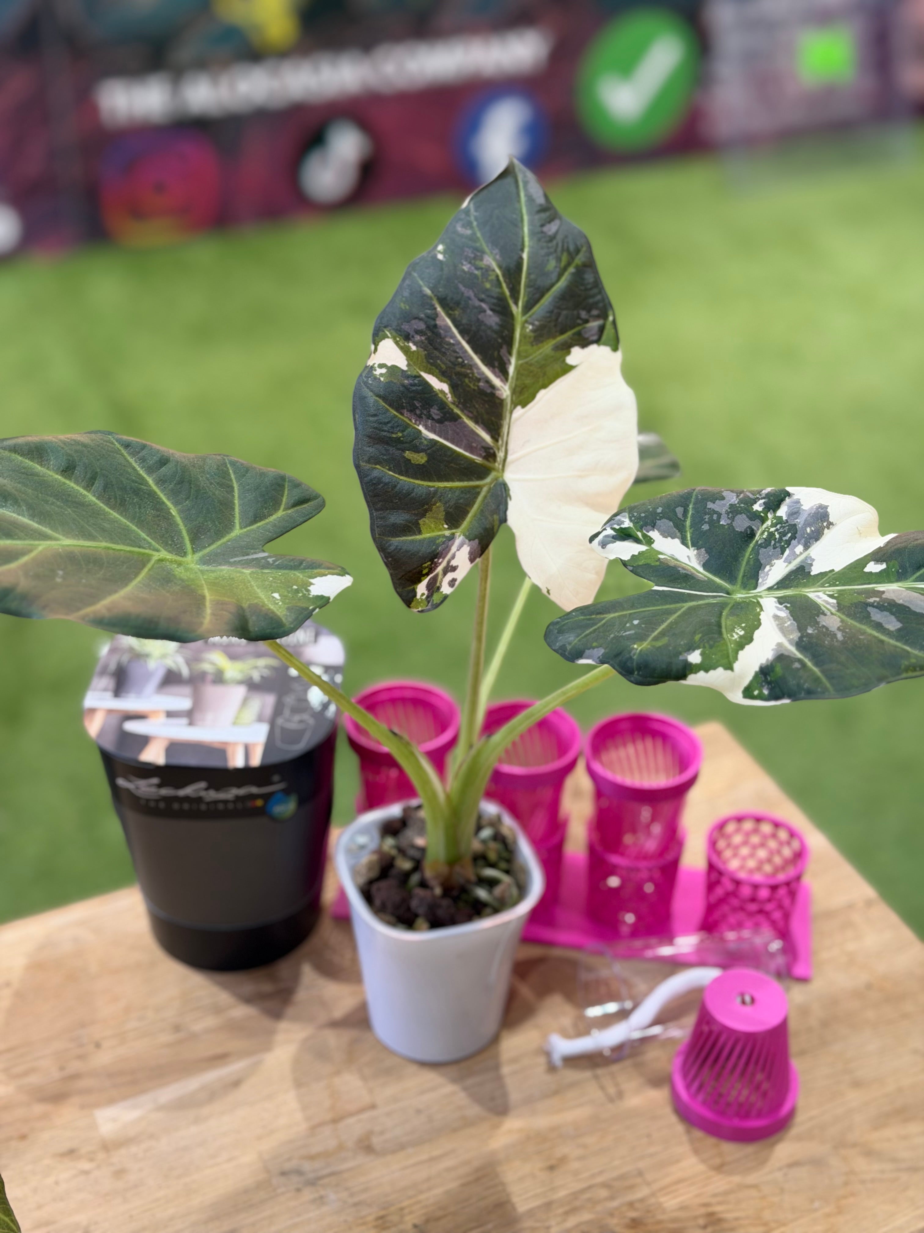 ALOCASIA REGAL SHEILDS ALBO – The Alocasia Company