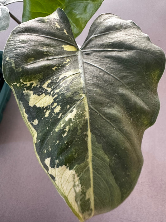 Flemingiana Albo