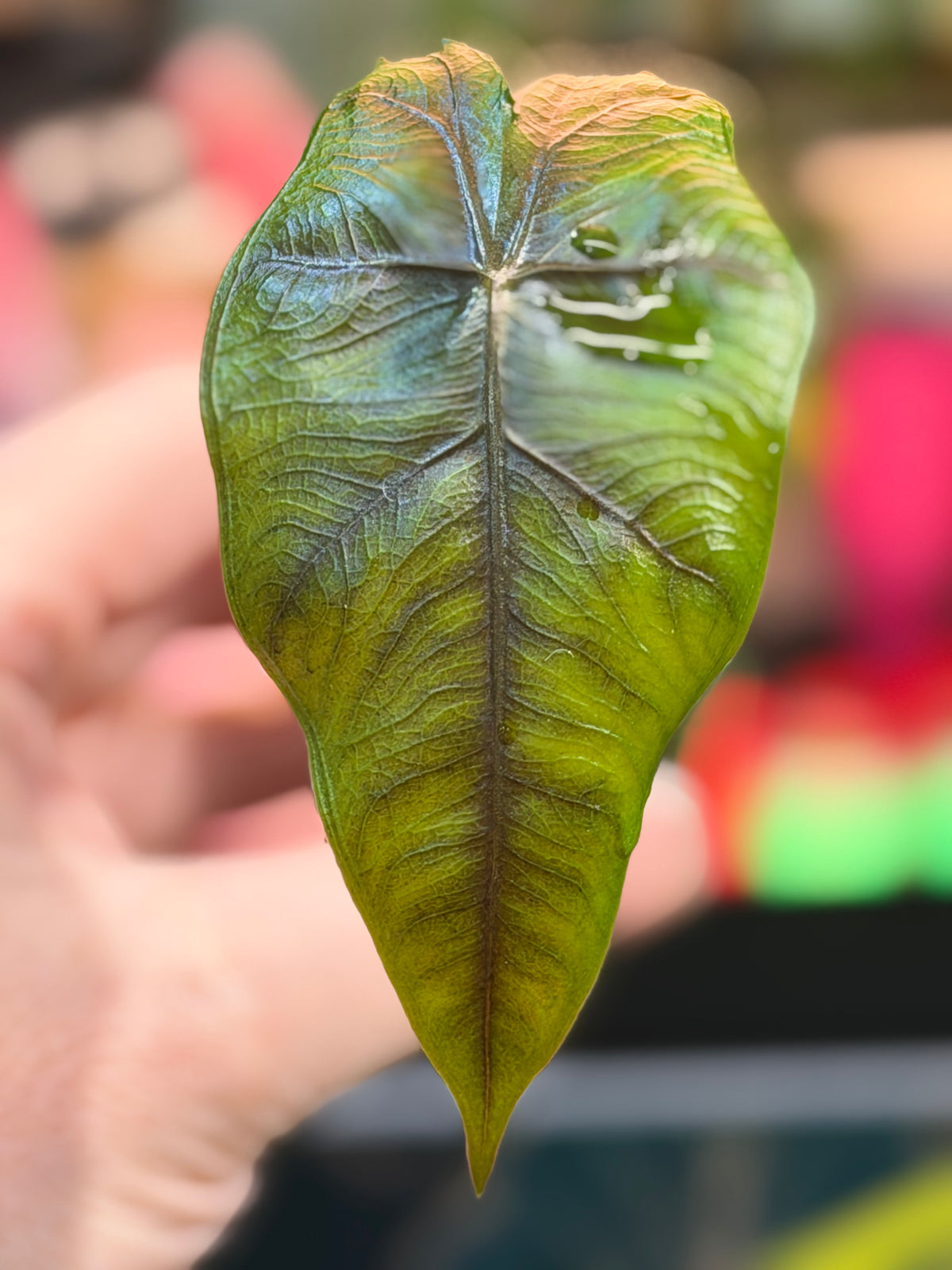 Alocasia 'Velvet Dragon', a Frydek and Jacklyn hybrid with velvety texture and Jacklyn foliage