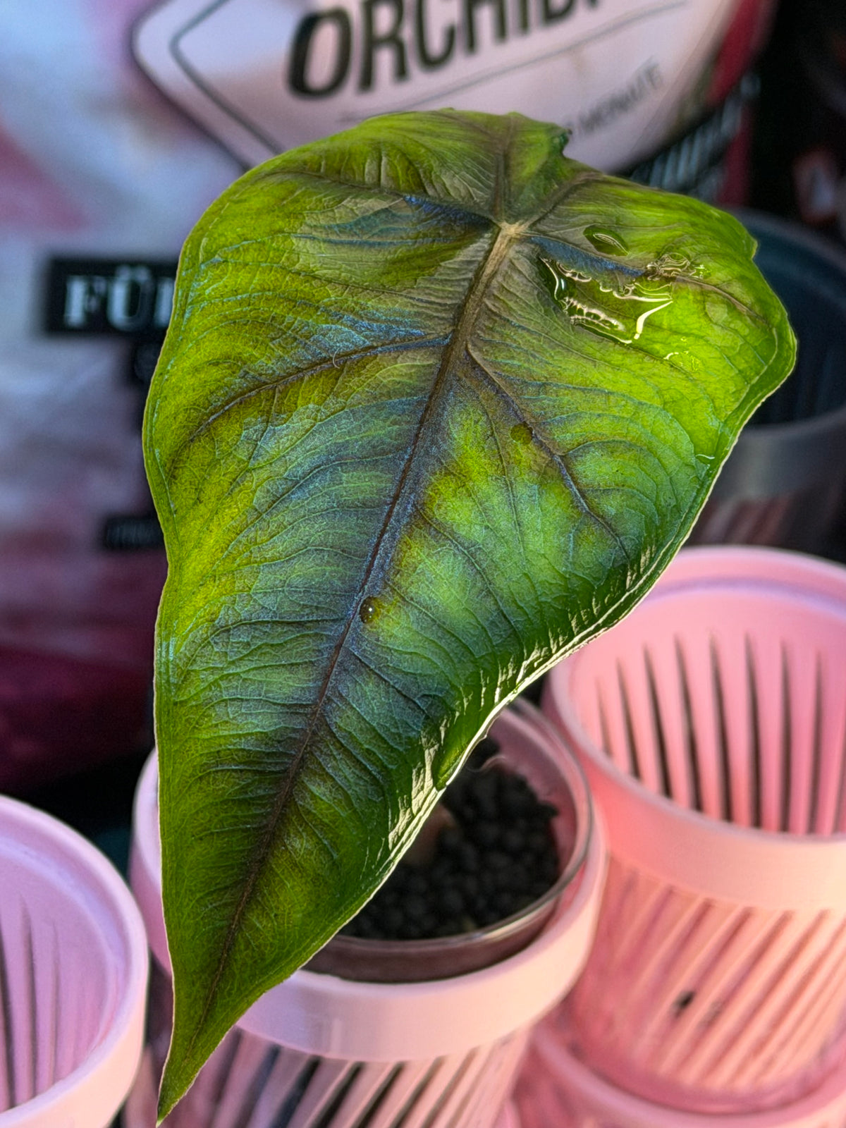 Alocasia 'Velvet Dragon', a Frydek and Jacklyn hybrid with velvety texture and Jacklyn foliage