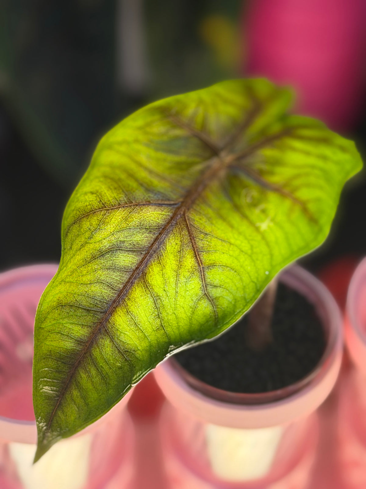 Alocasia 'Velvet Dragon', a Frydek and Jacklyn hybrid with velvety texture and Jacklyn foliage
