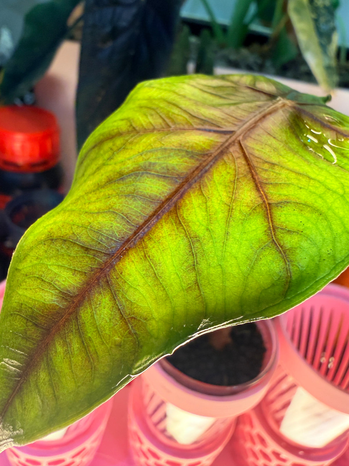 Alocasia 'Velvet Dragon', a Frydek and Jacklyn hybrid with velvety texture and Jacklyn foliage