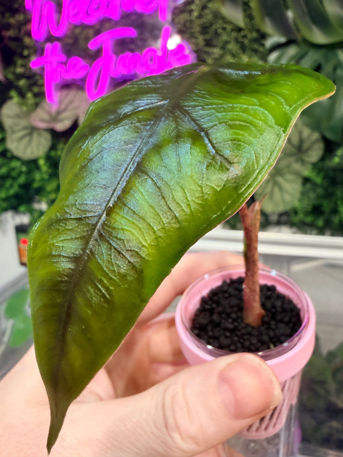 Alocasia 'Velvet Dragon', a Frydek and Jacklyn hybrid with velvety texture and Jacklyn foliage