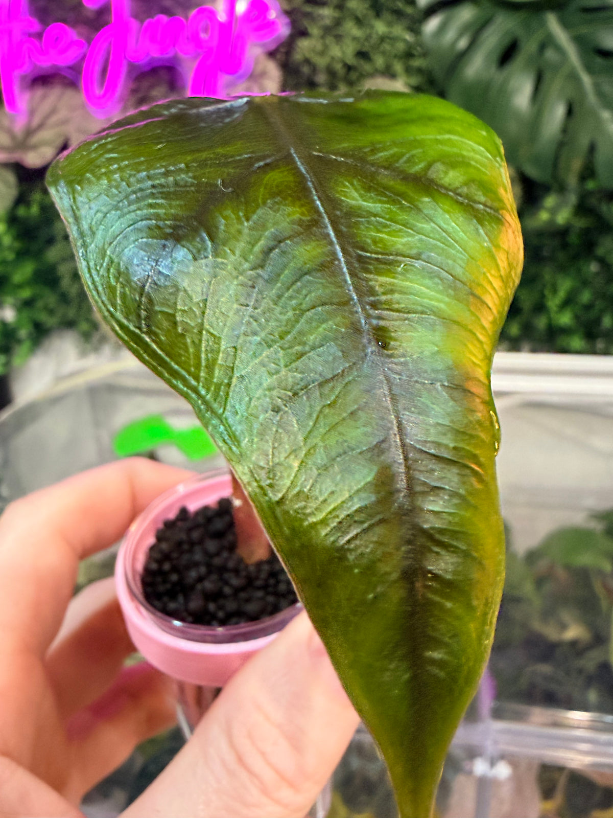 Alocasia 'Velvet Dragon', a Frydek and Jacklyn hybrid with velvety texture and Jacklyn foliage
