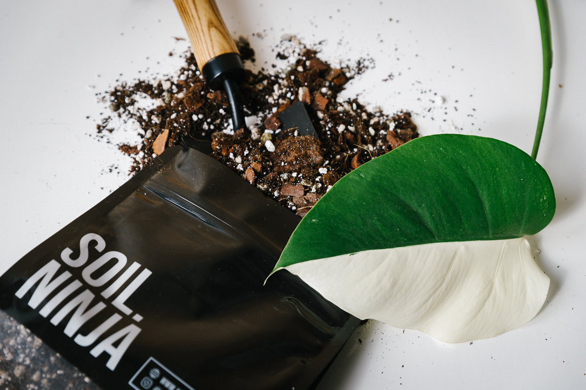 Our Alocasia substrate mix