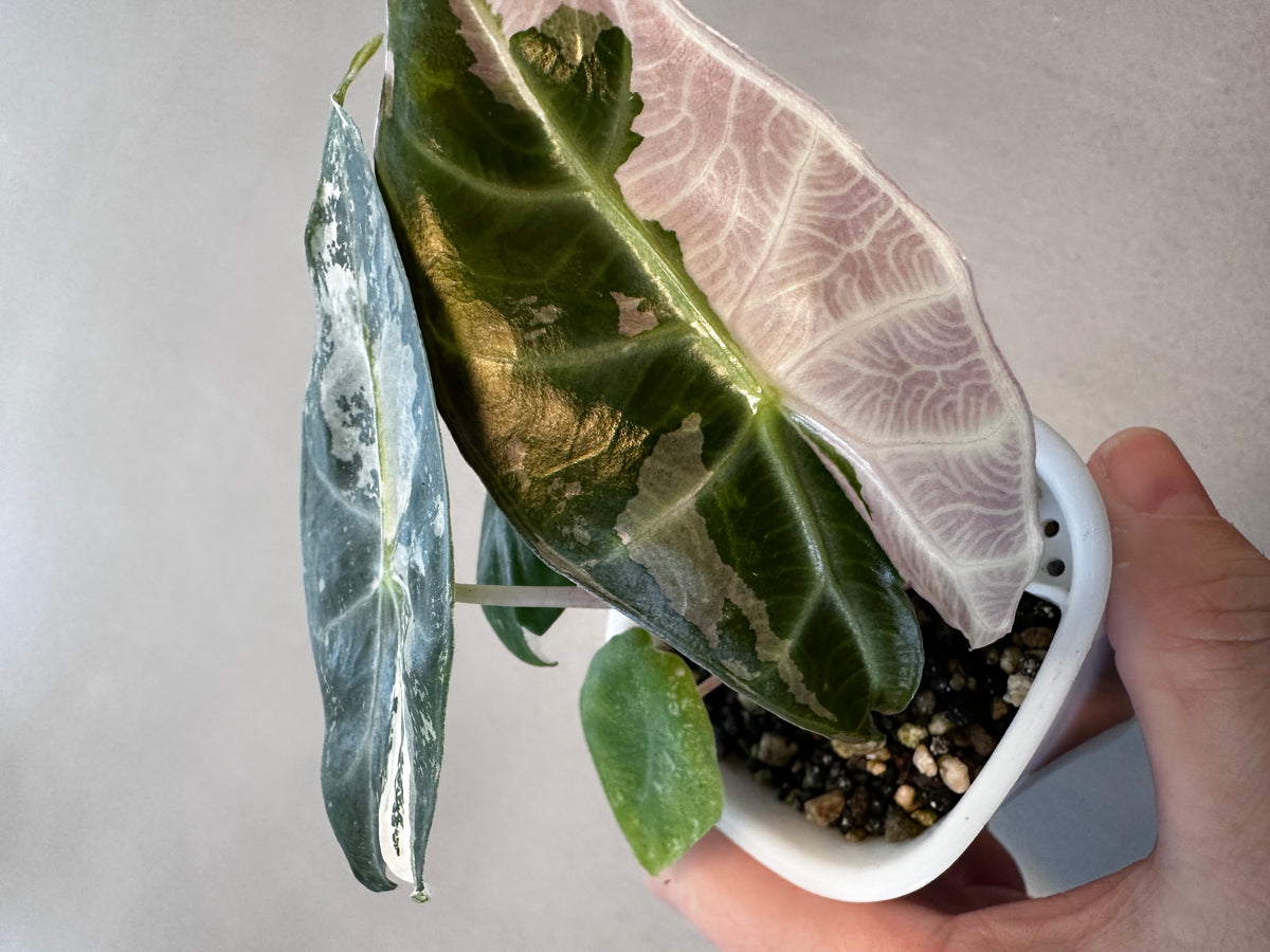 Alocasia 'Pink Dragon' Albo, white and pink variegation on glossy leaves with rosy-pink stems
