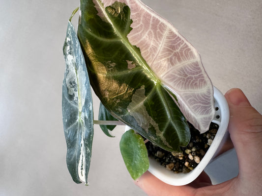 Alocasia Pink Dragon Albo