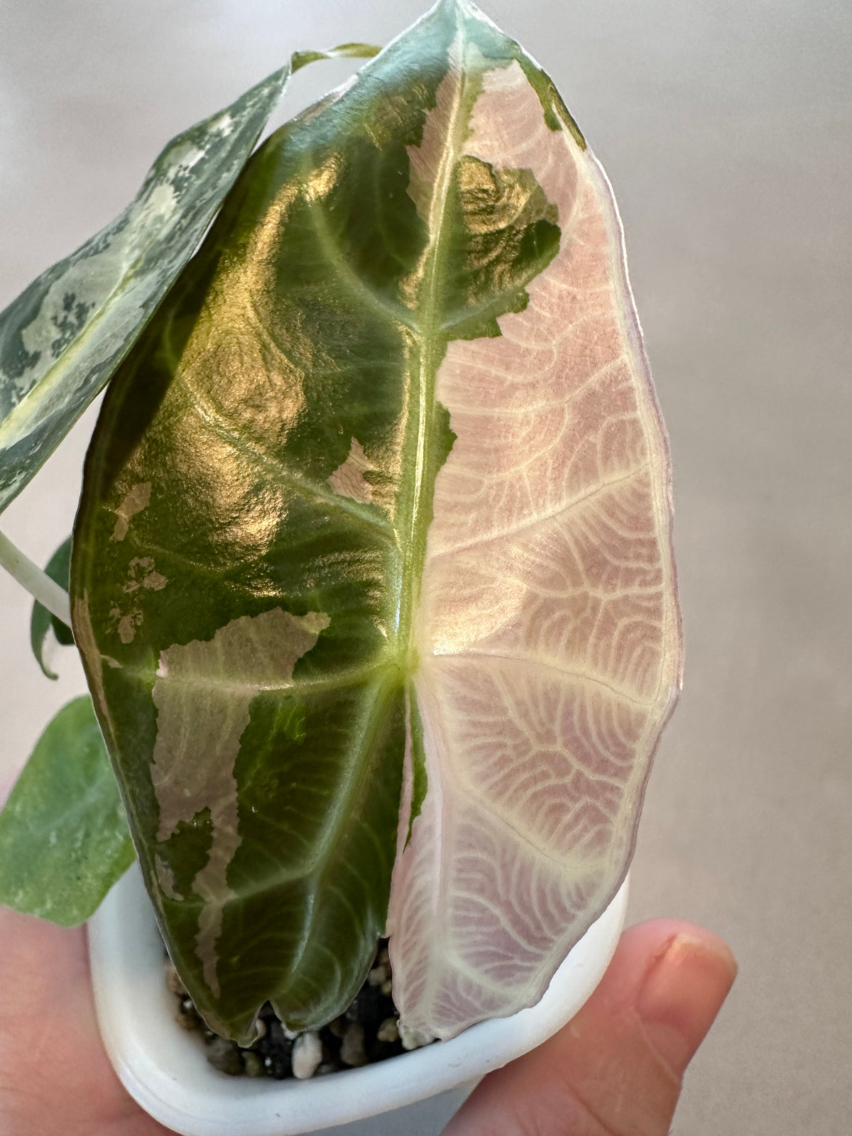 Alocasia 'Pink Dragon' Albo, white and pink variegation on glossy leaves with rosy-pink stems
