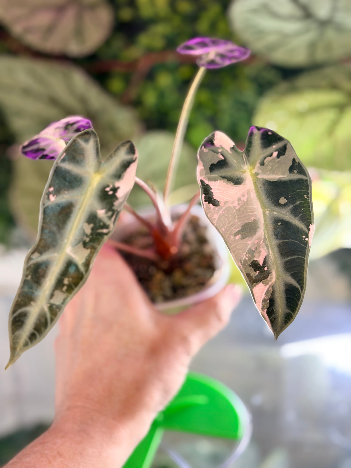 Alocasia 'Bambino' Pink Variegated, pink splashes on elongated arrowhead leaves with creamy white