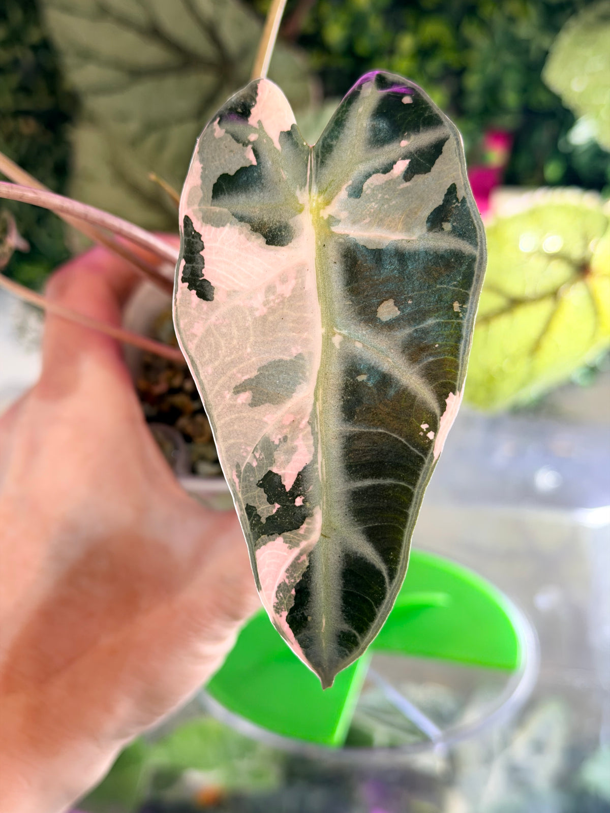Alocasia 'Bambino' Pink Variegated, pink splashes on elongated arrowhead leaves with creamy white