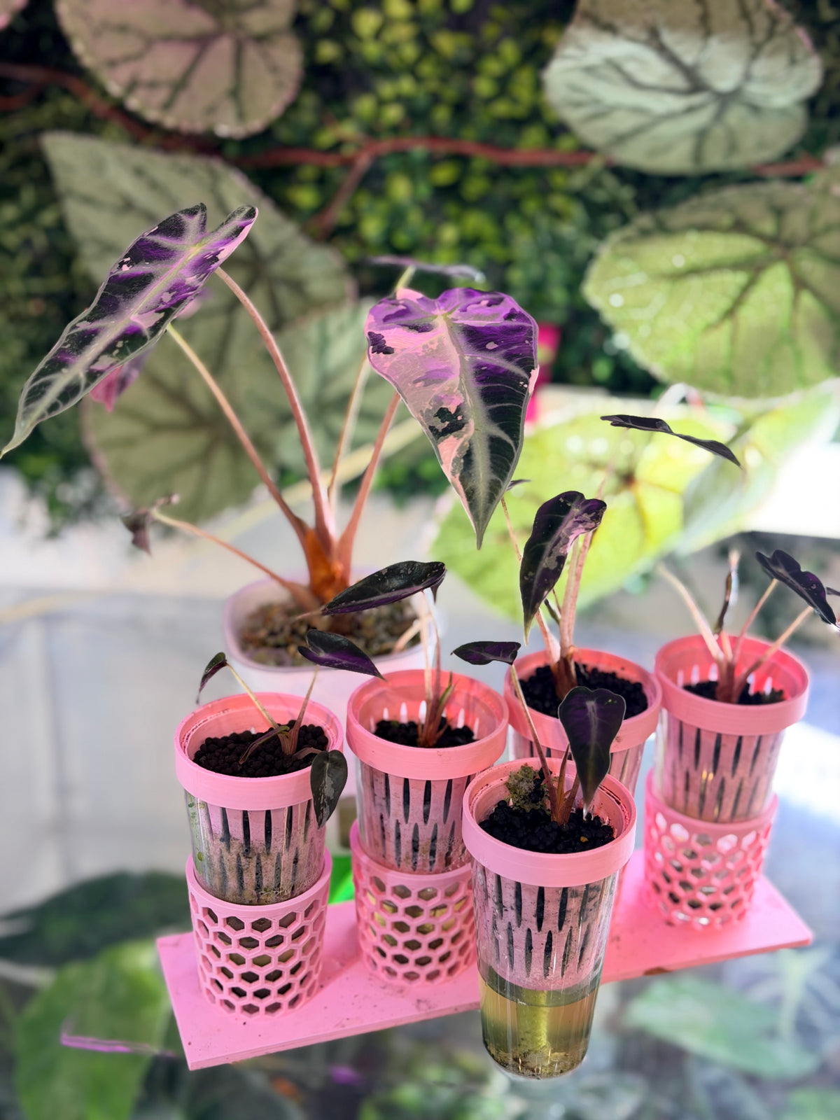 Alocasia 'Bambino' Pink Variegated, pink splashes on elongated arrowhead leaves with creamy white
