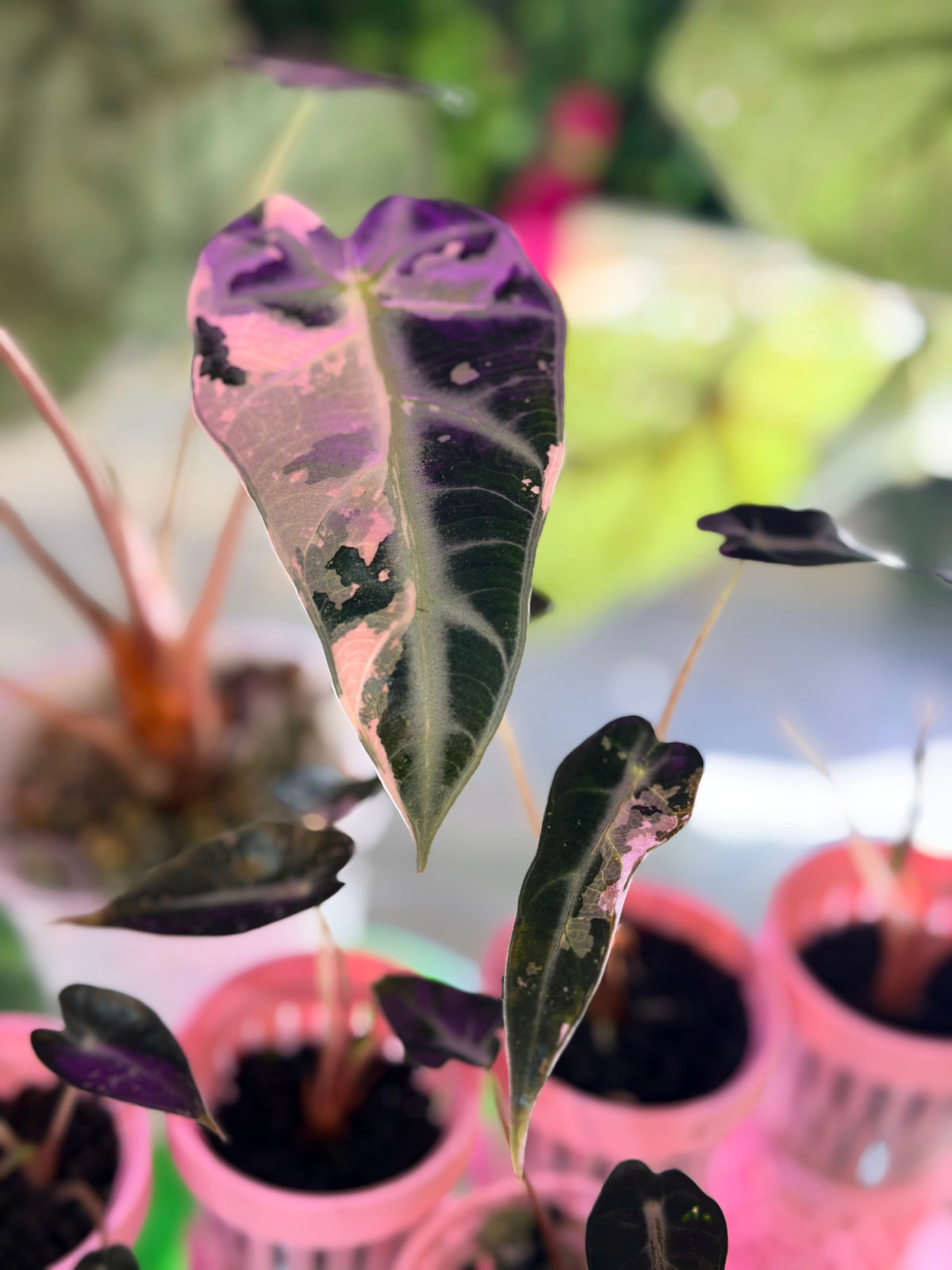 Alocasia 'Bambino' Pink Variegated, pink splashes on elongated arrowhead leaves with creamy white