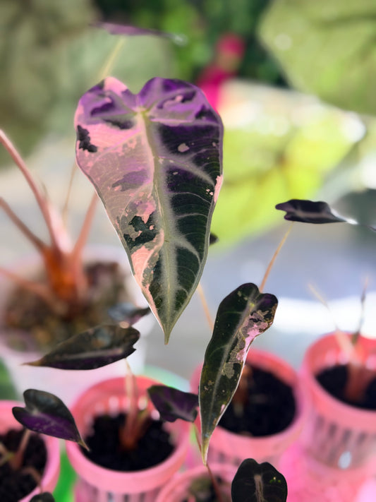 ALOCASIA BAMBINO PINK VARIEGATED