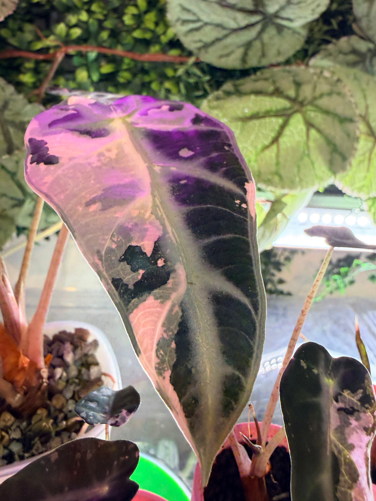 Alocasia 'Bambino' Pink Variegated, pink splashes on elongated arrowhead leaves with creamy white