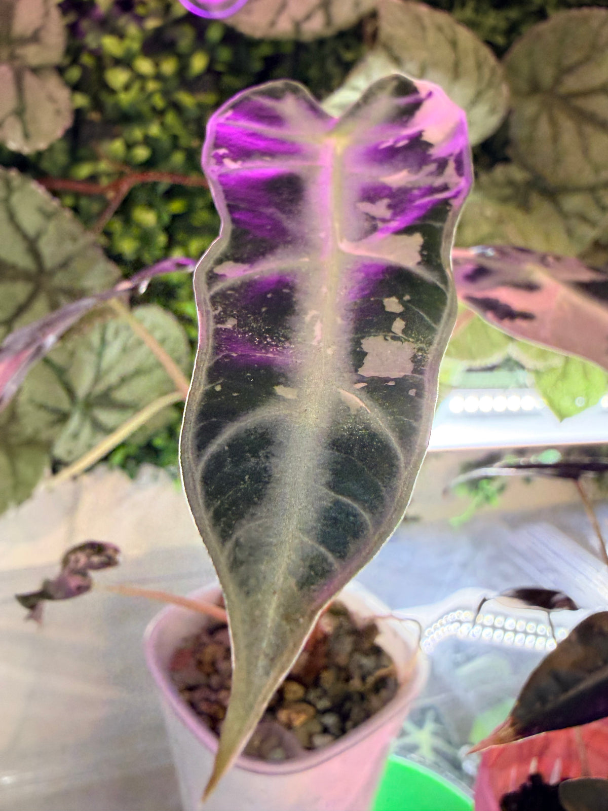 Alocasia 'Bambino' Pink Variegated, pink splashes on elongated arrowhead leaves with creamy white