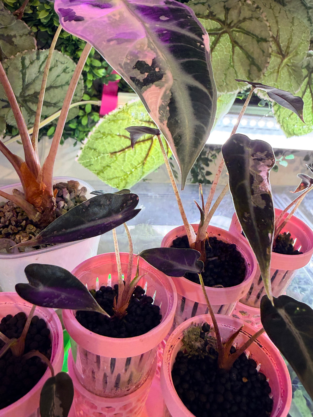 Alocasia 'Bambino' Pink Variegated, pink splashes on elongated arrowhead leaves with creamy white